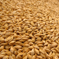 WINNER-FOOD Mag csomagolt zab 600 ml/300 g (ZAB) Főeleség Madár WINNER-FOOD