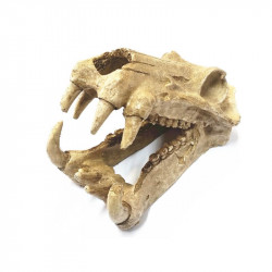BPS 6620 Dekoráció dinó koponya 20x11x13 cm Akvárium dekoráció Akvarisztika BPS