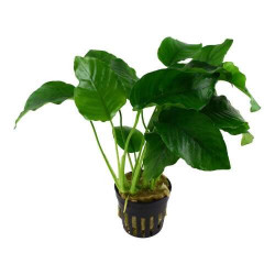 CC akváriumi dekoráció Műnövény 71379 Anubias barteri 13x7x26 cm Akvárium dekoráció Akvarisztika CC